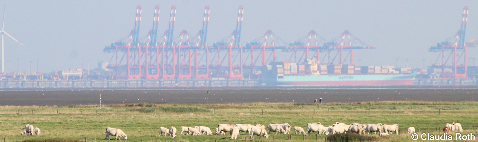 Salzwiese mit Kühen - Hafen im Hintergrund