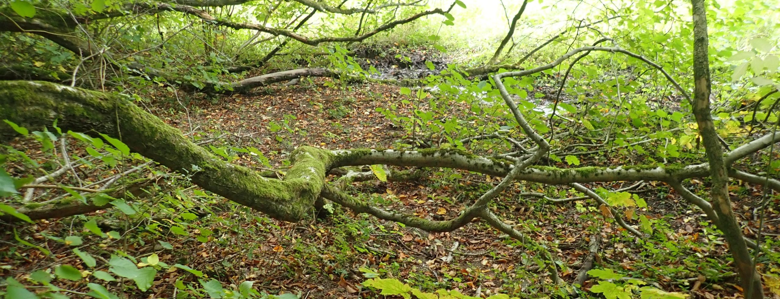 Heilkraft der Naturbegegnung