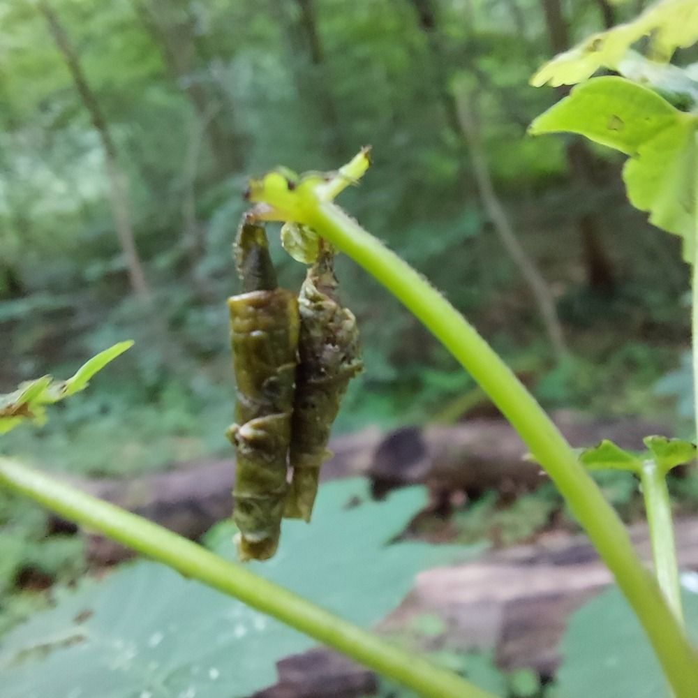 Waldtieren auf der Spur